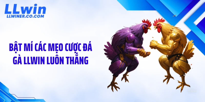 Đá Gà LLWIN Bật mí các mẹo cược đá gà LLWIN luôn thắng